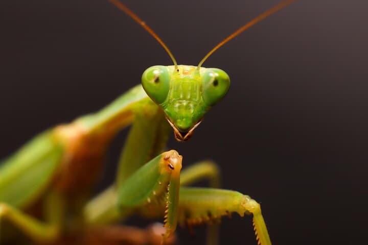 昆虫も痛みを感じている 苦痛 から考える人と動物の関係 ニューズウィーク日本版 オフィシャルサイト