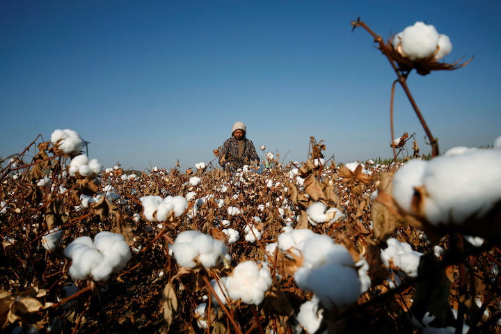 新疆の綿花畑では本当に 強制労働 が行われているのか ニューズウィーク日本版 オフィシャルサイト
