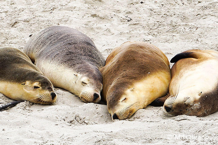 SealBay2.jpg