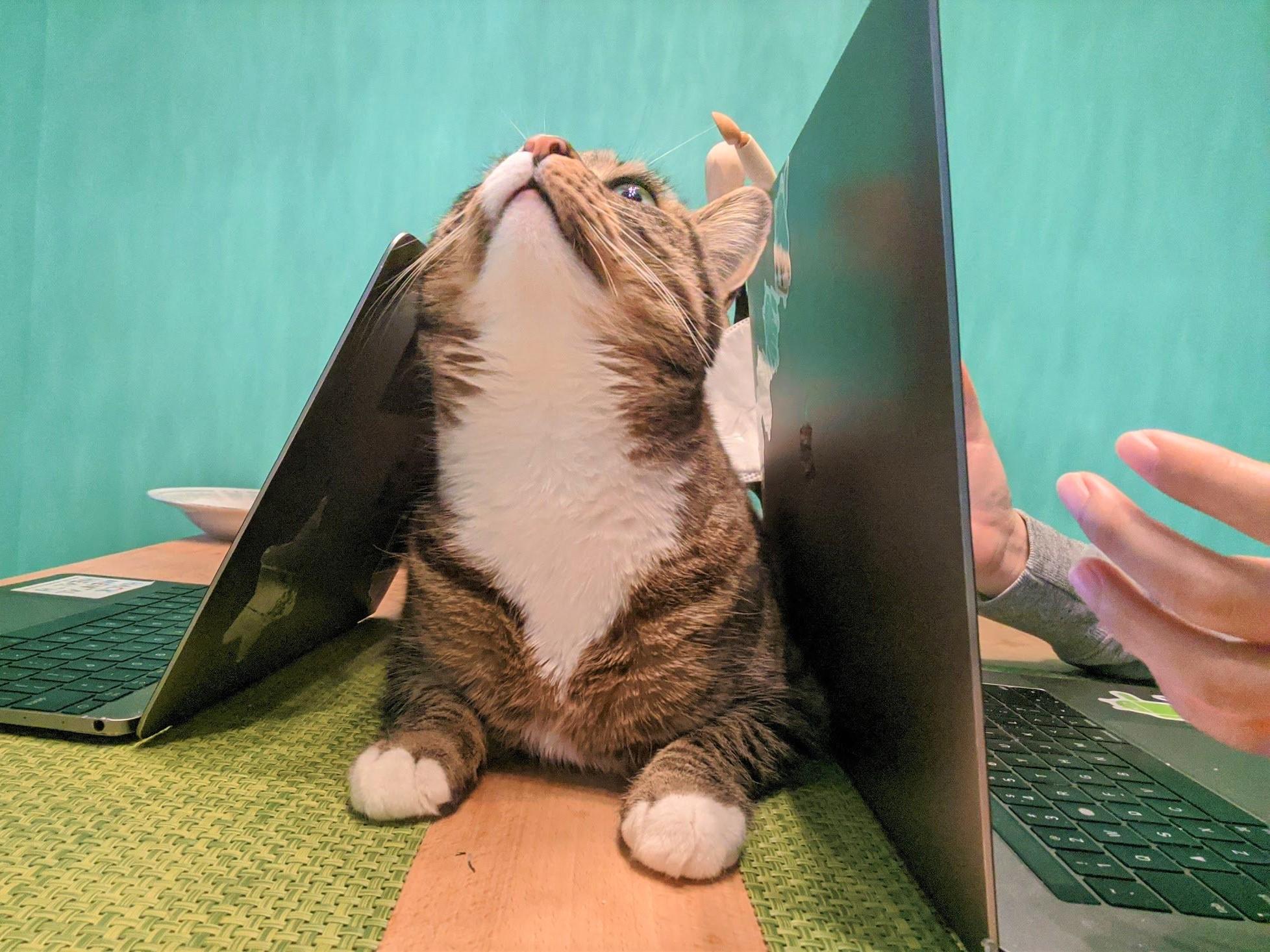 JingWei Cat.jpeg