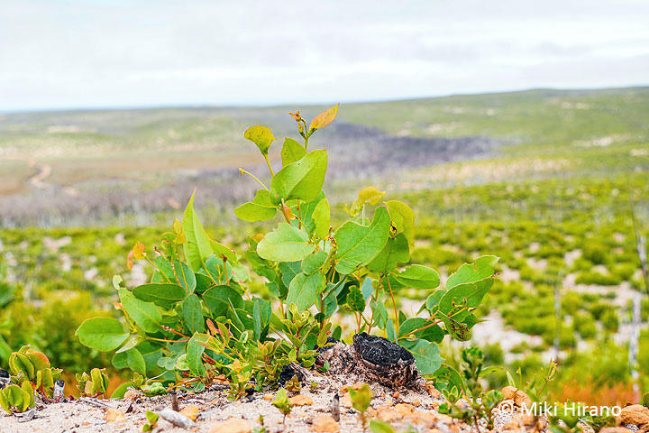 flinders_chase_np1.jpg