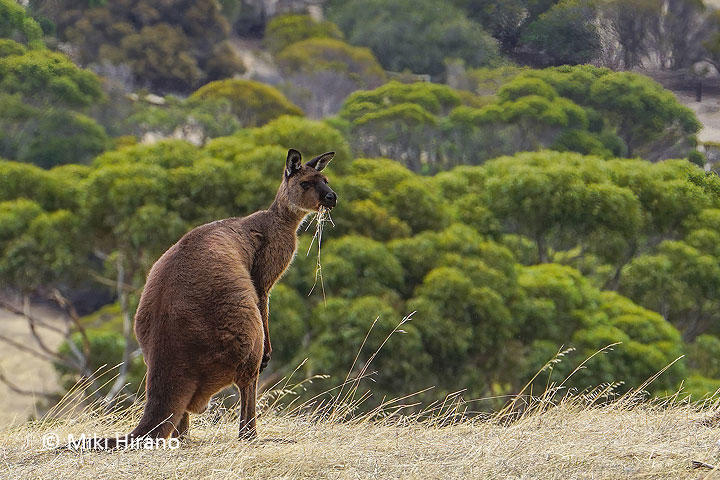 KI_Kangaroo.jpg