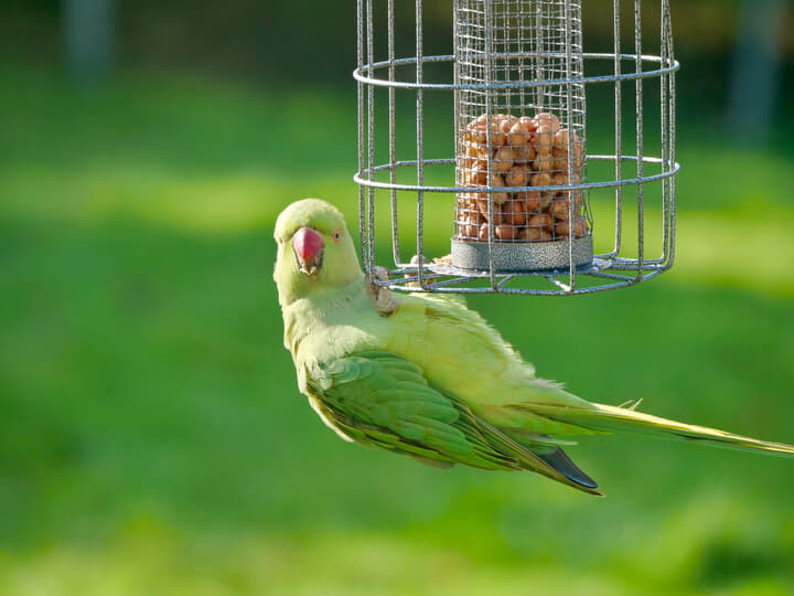 shutterstock_1906113082.jpeg