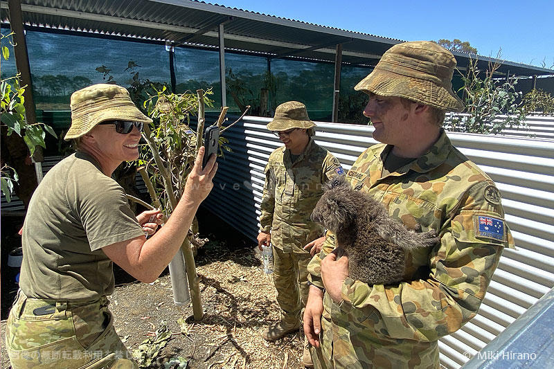 KangarooIslandKoala4.jpg
