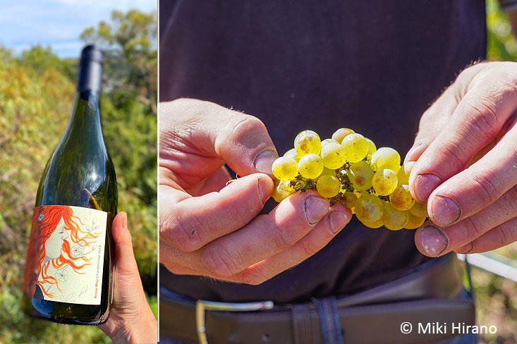 GoldingWines7.jpg