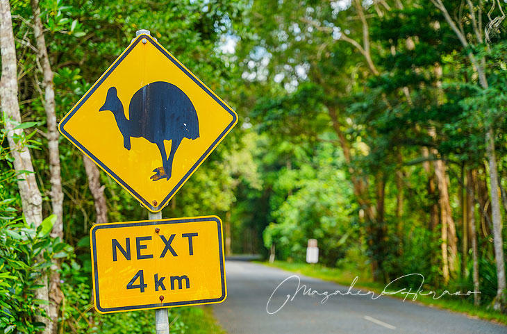 daintree3.jpg
