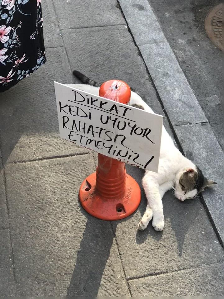 AnyConv.com__オスマンベイの猫2.jpg