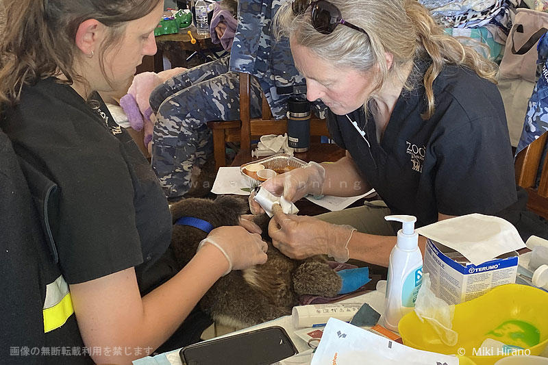 KangarooIslandKoalaHospital.jpg