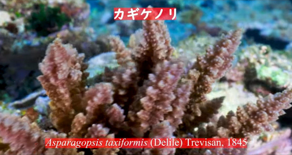 Kagikenori.jpg