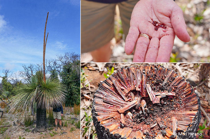 grass_tree.jpg