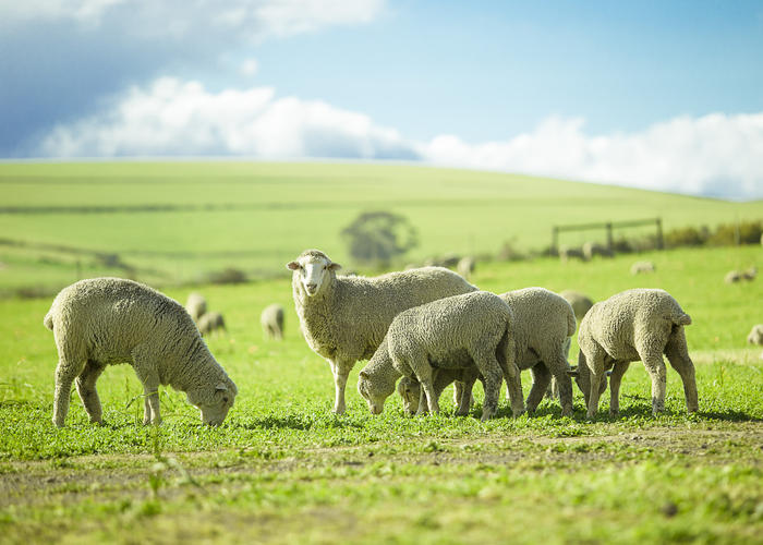 iStock-1066179158.jpg