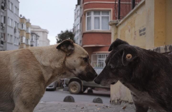 野良犬たちの視線を通して見えてくる人間 ストレイ 犬が見た世界 ニューズウィーク日本版 オフィシャルサイト