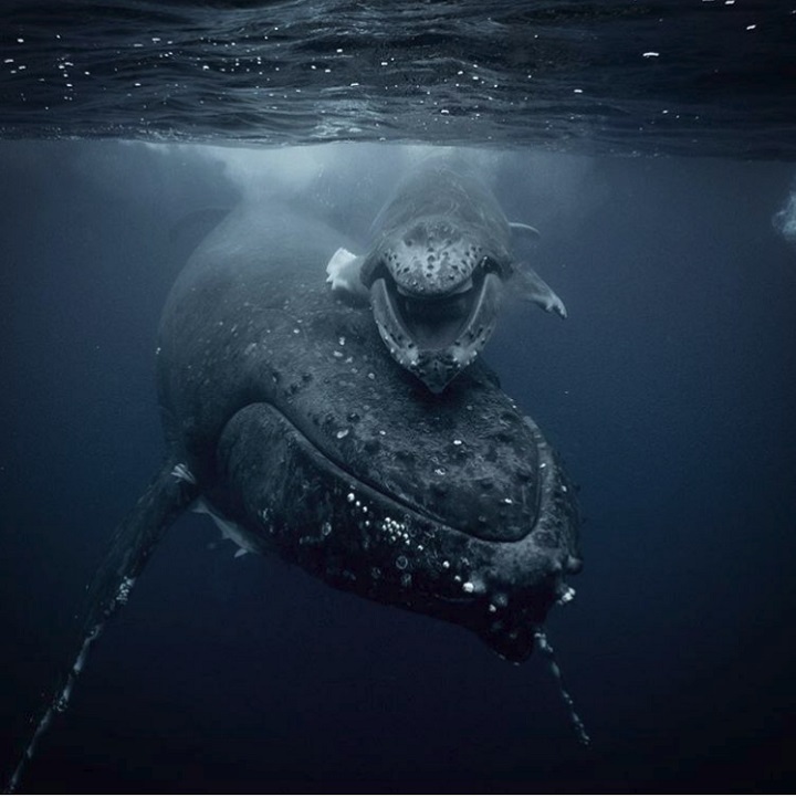 このクジラの写真は 最大公約数的な海洋写真とは違う ニューズウィーク日本版 オフィシャルサイト