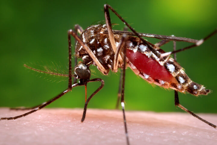 不妊化したオスで蚊の繁殖を防ぐ デング熱撲滅の新プロジェクトが始動 ニューズウィーク日本版 オフィシャルサイト