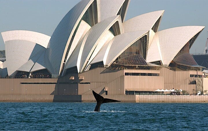 オーストラリア人の94 が反捕鯨の理由 ワールド 最新記事 ニューズウィーク日本版 オフィシャルサイト