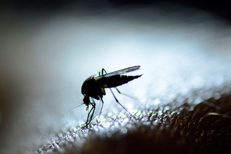 蚊が殺人兵器になる 11月に承認された軍民両用テクノロジー ニューズウィーク日本版 オフィシャルサイト