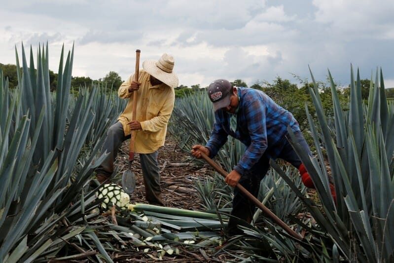 メキシコでテキーラ原料のアガベ不足が深刻化 世界的人気が裏目に ニューズウィーク日本版 オフィシャルサイト