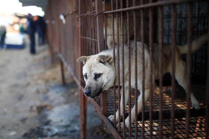 夏バテ予防で食される韓国の犬肉 賛否渦巻いて 鶏肉の消費が拡大 ワールド 最新記事 ニューズウィーク日本版 オフィシャルサイト