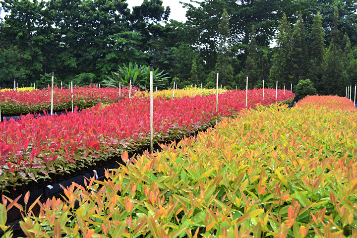 森を再生し森と共存を目指すインドネシアの挑戦 5年で1万本の植林活動