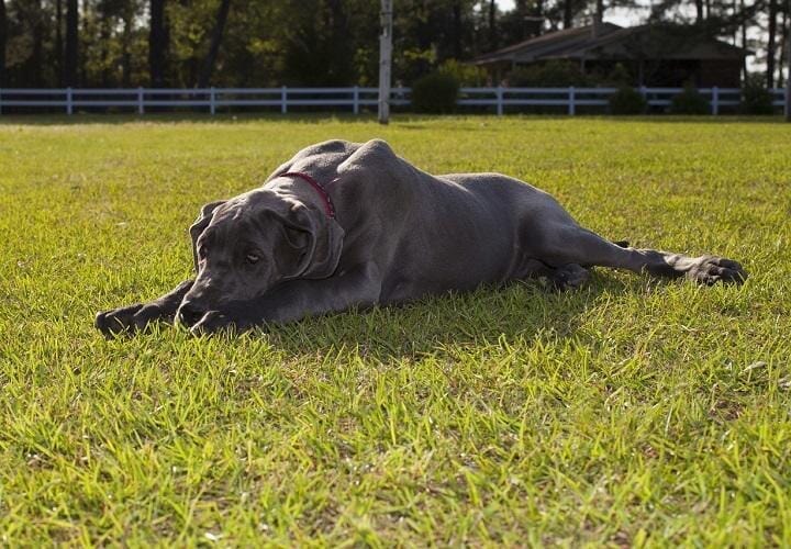 生きるために自分の足を噛みちぎった犬ルークの強さ ワールド 最新記事 ニューズウィーク日本版 オフィシャルサイト