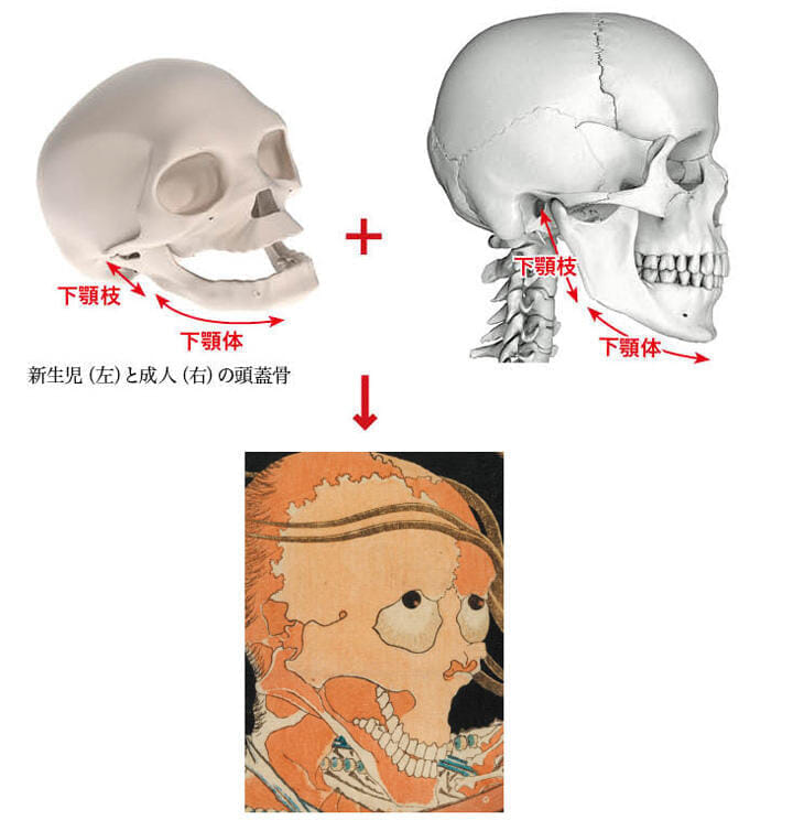 北斎は幽霊っぽさを出すために子供の頭蓋骨を使った 名画の謎を解く ニューズウィーク日本版 オフィシャルサイト