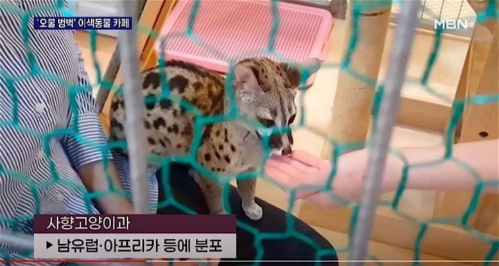 韓国 コロナ禍で動物たちが危ない 潰れる動物園 規制のない動物カフェ ワールド 最新記事 ニューズウィーク日本版 オフィシャルサイト