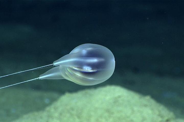 カリブ海の深海で熱気球のような新種の有櫛動物が発見される ニューズウィーク日本版 オフィシャルサイト