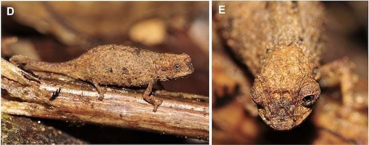 世界最小のカメレオンが発見される 約1万1500種の爬虫類の中で最も小さい ワールド 最新記事 ニューズウィーク日本版 オフィシャルサイト