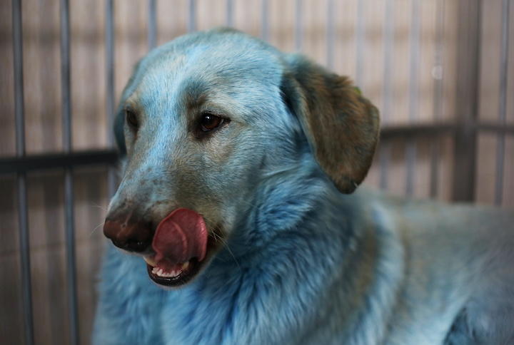 ロシアの工場跡をうろつく青く変色した犬の群れ ワールド 最新記事 ニューズウィーク日本版 オフィシャルサイト