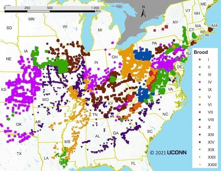 今年4月以降 米国で数十億匹のセミが発生する との予測 ニューズウィーク日本版 オフィシャルサイト