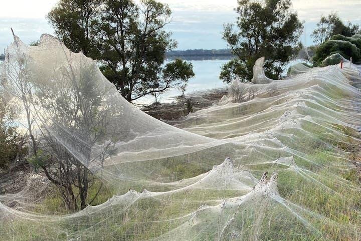 オーストラリア 一面クモの巣で覆われる ニューズウィーク日本版 オフィシャルサイト