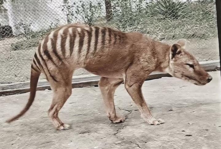 85年前に絶滅したフクロオオカミの映像がカラー化された ニューズウィーク日本版 オフィシャルサイト