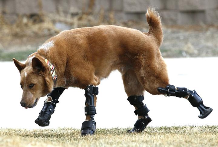 犬用義足を着けて４本脚で走れ ニューズウィーク日本版 オフィシャルサイト