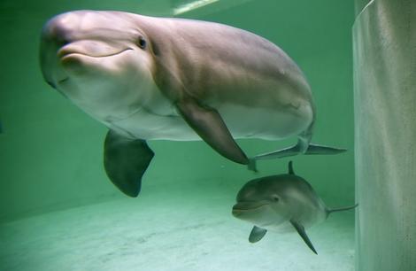 イルカの赤ちゃん 興奮した人間たちの自撮りでショック死 ワールド 最新記事 ニューズウィーク日本版 オフィシャルサイト
