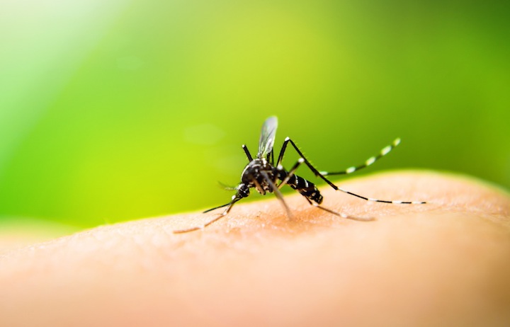 蚊にも学習能力があることが判明 疫病感染予防に期待も ニューズウィーク日本版 オフィシャルサイト