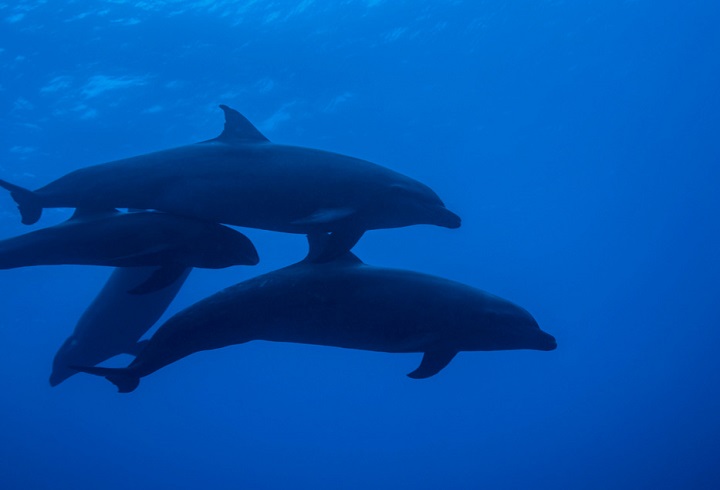 イルカとクジラのハイブリッドを確認、世界初｜ニューズウィーク日本版