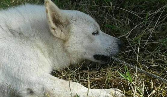 悲報 感電して牛が死に 飼い主が死に 助けようとした犬も死んだ ワールド 最新記事 ニューズウィーク日本版 オフィシャルサイトト