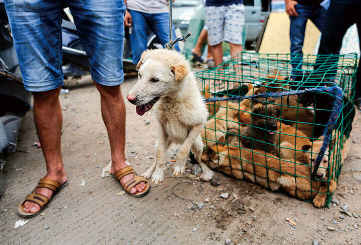 犬 鍋 中国