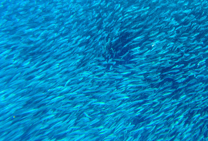 食用に獲った魚の3分の1は捨てられている｜ニューズウィーク日本版 