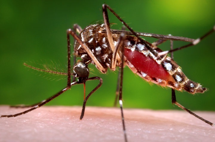 プラスチックを食べる蚊は 水から陸に汚染を広げる ニューズウィーク日本版 オフィシャルサイト