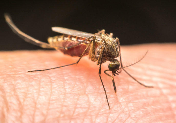恐怖の蚊 ネッタイシマカの全遺伝情報を暴く ニューズウィーク日本版 オフィシャルサイト