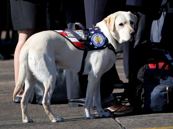 故ブッシュ元大統領の介助犬サリーの任務 ワールド 最新記事 ニューズウィーク日本版 オフィシャルサイト
