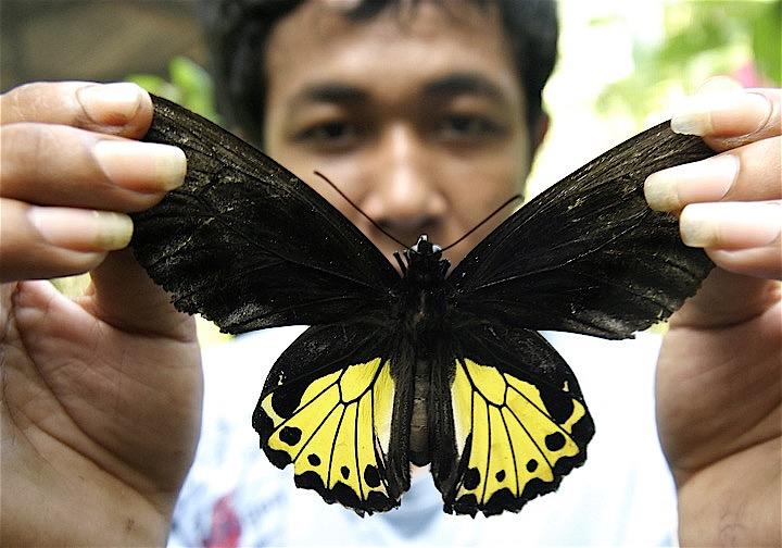 巨大なのはハチだけじゃないインドネシア 奇跡のような昆虫 蝶の楽園も開発乱獲の危機 ニューズウィーク日本版 オフィシャルサイト