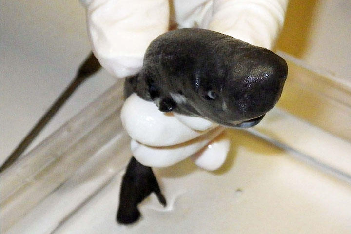 身体中が発光する14センチの新種のサメが見つかる ニューズウィーク日本版 オフィシャルサイト