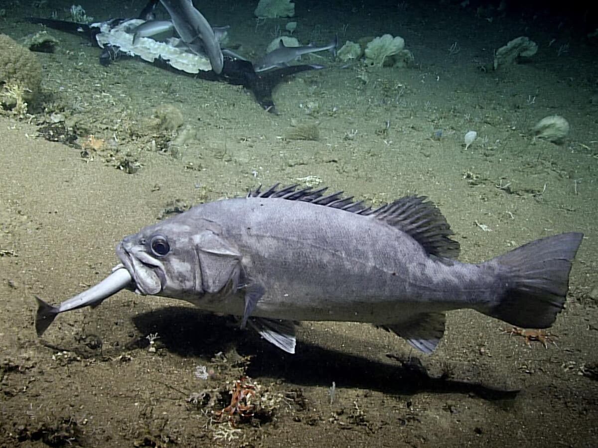 水深450メートル メカジキに群がるサメ そのサメを食べる大魚 ニューズウィーク日本版 オフィシャルサイト