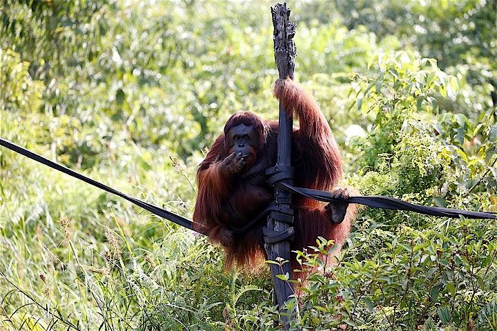 野生動物の棲む静寂の森は喧騒の都市に インドネシア首都移転の波紋 ニューズウィーク日本版 オフィシャルサイト