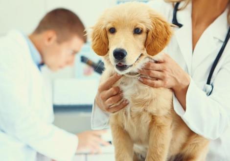 台風の後 犬を外に出すのは少し待ったほうがいいかもしれない その理由は ワールド 最新記事 ニューズウィーク日本版 オフィシャルサイト