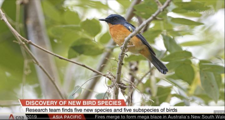 インドネシアで新種の鳥 1度に10種も発見 19世紀の探検家がやり残した地域調査で成果 ワールド 最新記事 ニューズウィーク日本版 オフィシャルサイト