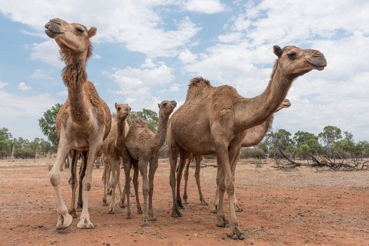 オーストラリアの動物受難はコアラだけじゃない、5日間で何千頭ものラクダが射殺された｜ニューズウィーク日本版 オフィシャルサイト