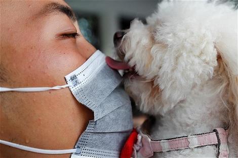 香港 ペットの犬が新型ウイルス検査で 弱い陽性 隔離後さらに検査へ ワールド 最新記事 ニューズウィーク日本版 オフィシャルサイト